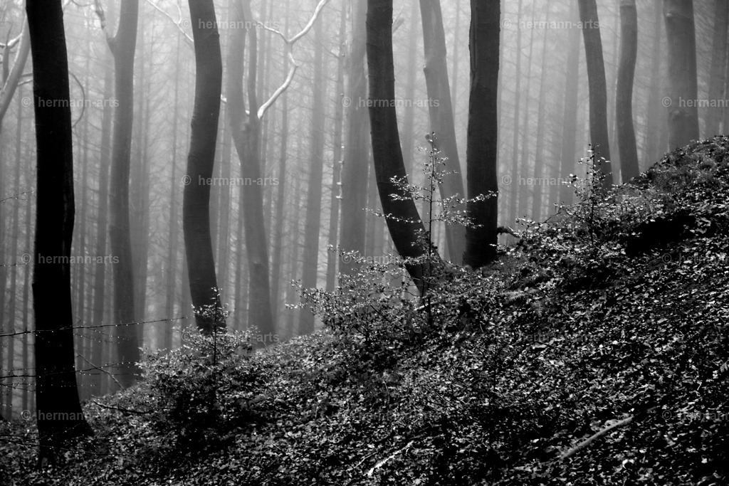 Trees_fine_Art_0061 | Photo Foto Kunst Art schwarzweiss Bilder Rheine Münster Berlin Blumen 