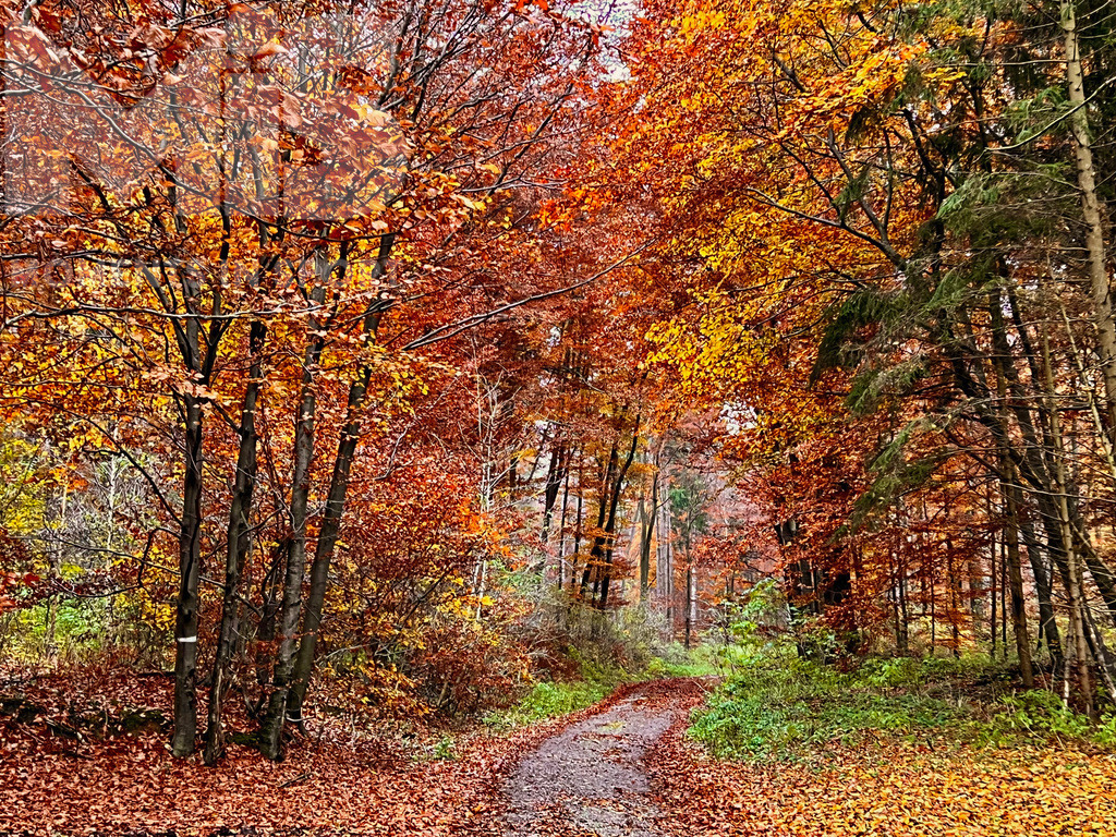 MIS_190920cm002.jpg | 15.11.2021, Unterroth bei Illertissen, Bunte Blätter hängen noch an den Bäumen im Laubwald. - Realisiert mit Pictrs.com