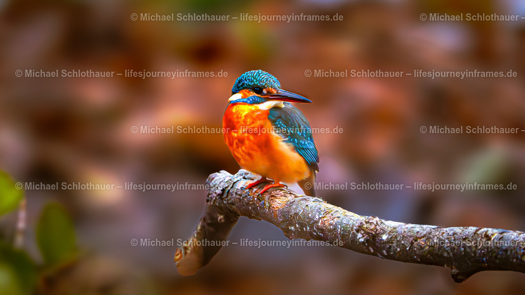 0 | Wildlife- und Landschaftsfotografie als Wandbild, Poster & mehr. Einzigartige Naturmomente aus Neuseeland, Norwegen & weltweit – fotografiert von Michael Schlothauer. - Realisiert mit Pictrs.com