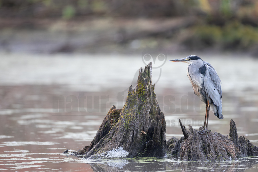 R6NF8529_20250824 | Der Bildershop von www.natur-focus.de bietet ihnen den einfachen Kauf von Bildmaterial per Download aus allen Bereichen der Natur. In den Galerien finden sie Landschaftsfotos, Tierbilder und natürlich auf Pflanzenfotos. - Realisiert mit Pictrs.com