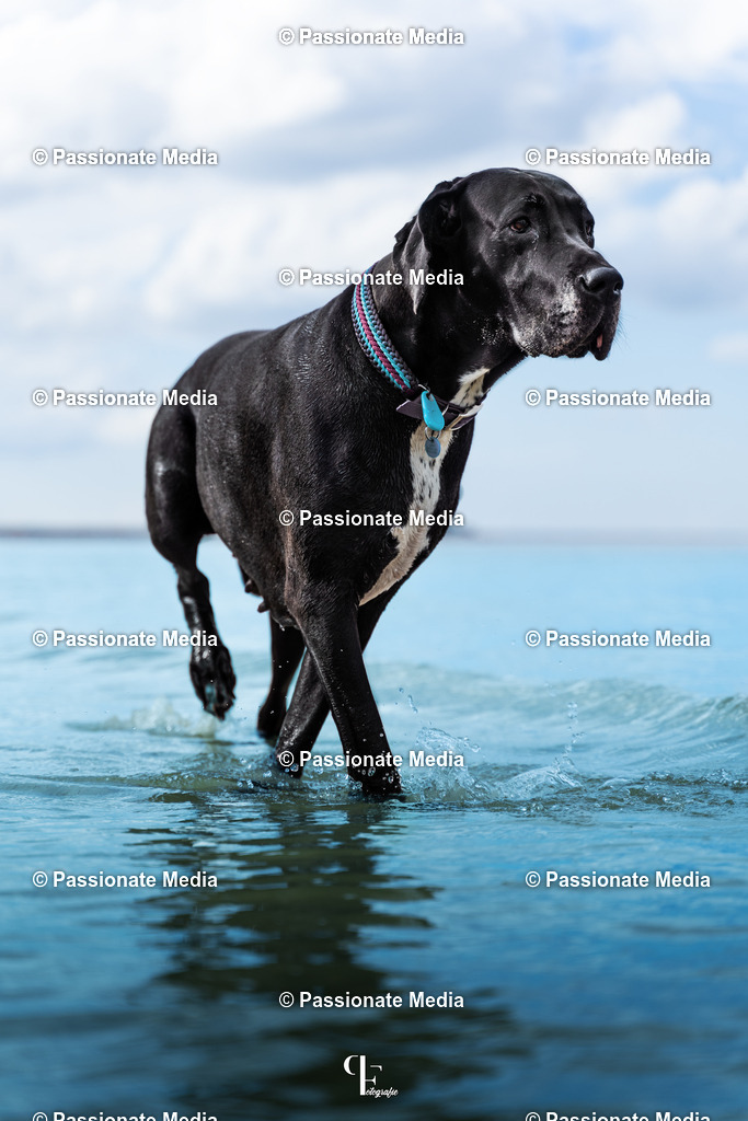 _DSC4587 | Passionate Media, dein Fotograf aus Brandenburg, Märkisch Oderland, im Bereich Motorsport, Autos und Motorräder sowie Events und auch Hunde. Shootings oder auch Eventbegleitungen können bei mir gebucht we