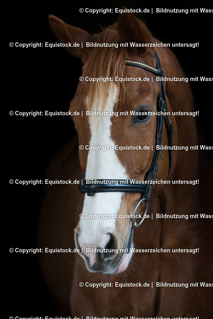 TS_20170223_Fuchs_schwarzer_Hintergrund_0001 | Foto: Thomas Hartig