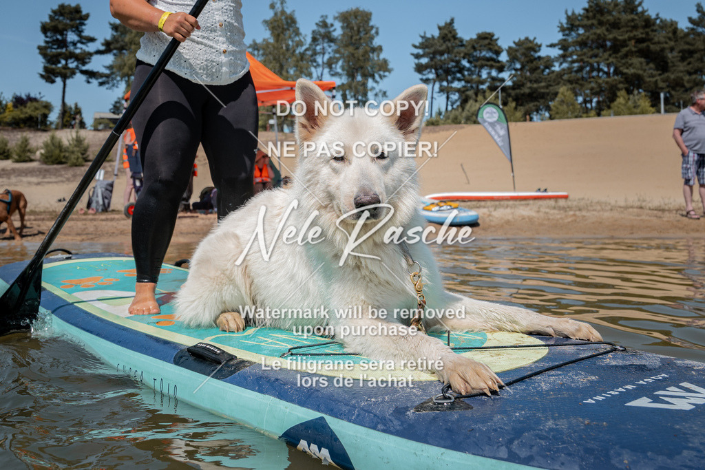 nelerasche_saSUP3_36 | nelerasche