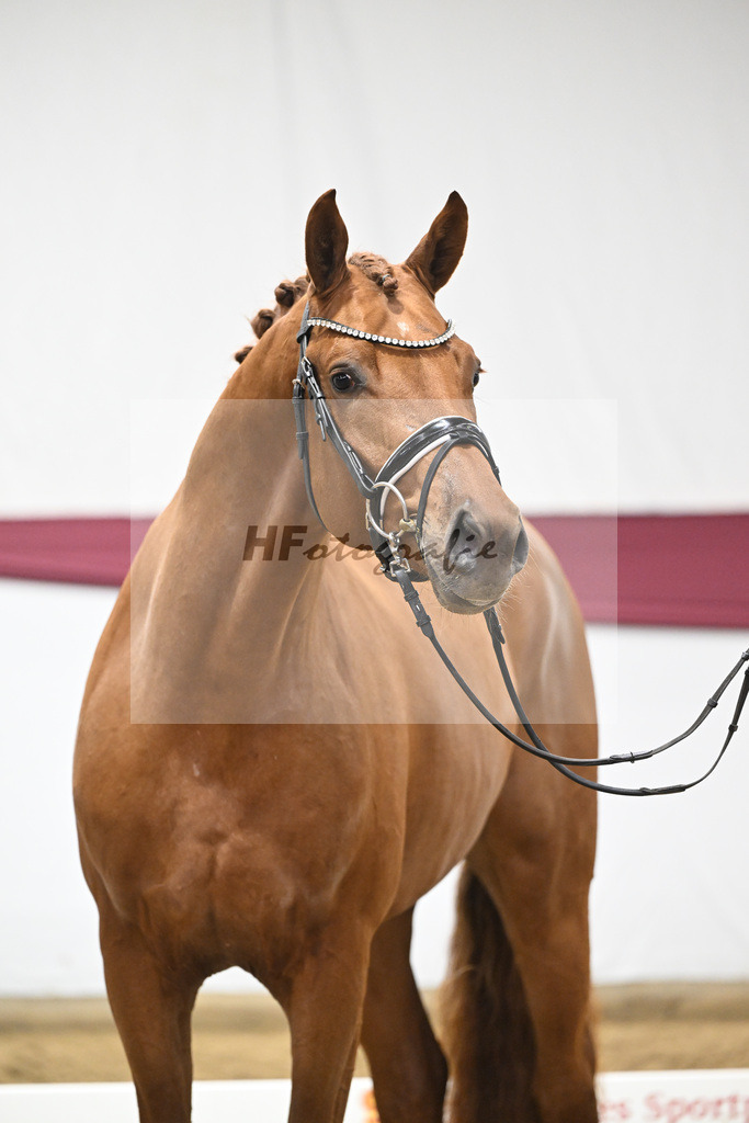 Kat-Nr. 134 Vitalis x Millennium_PBM Pfefferle GmbH_47254537 | hf-fotografie - Realisiert mit Pictrs.com