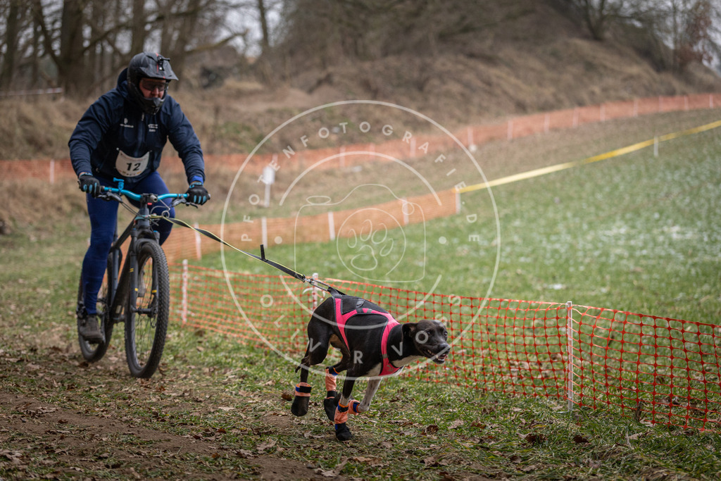 Pfotenfotografie_DV3A6358 | Hundefotografie, Tierfotograf, Pfotenfotografie, Fotoshooting Hund, Hunde Portrait, Hundesport, Hundeportraits, Heideshooting, Hunde, Sportfotograf, Hundefotograf, Turnierhundsport, THS,  - Realisiert mit Pictrs.com