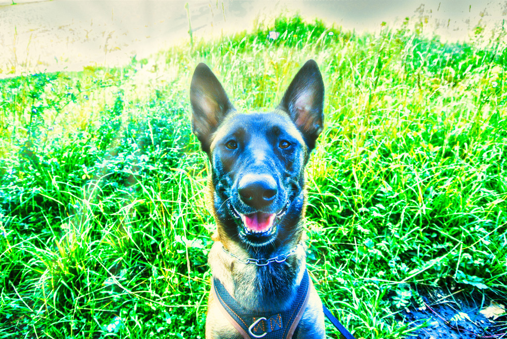 Hunde (8) | Tierfotografie / Haustierfotografie - Realisiert mit Pictrs.com