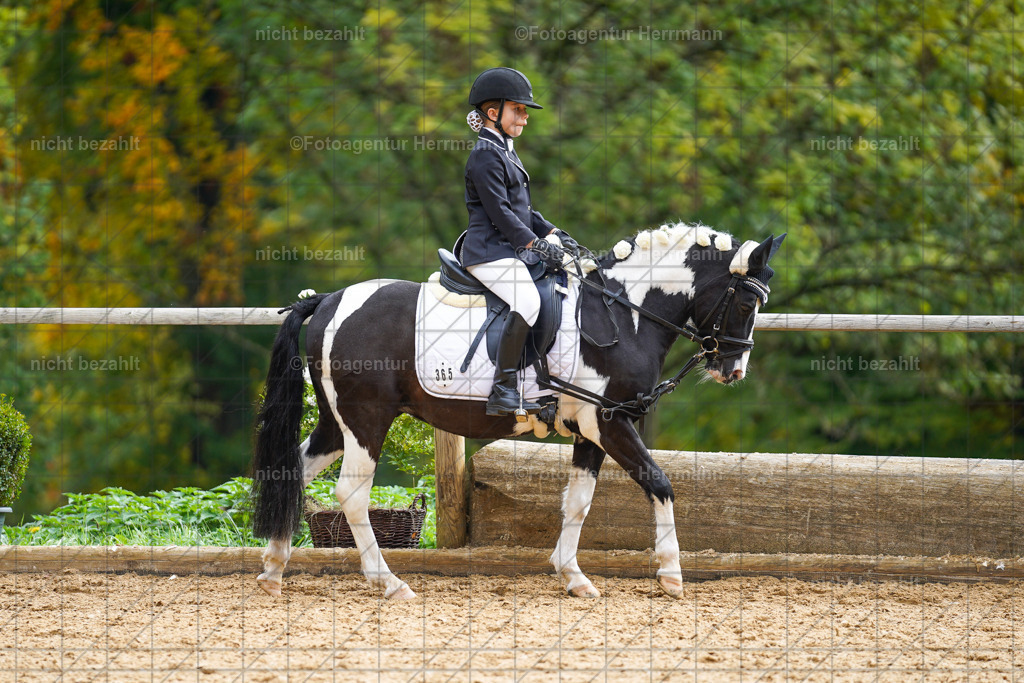 20221008-FAH01307 | Diessen am Ammersee, 2022, Dressur- und Springturnier, Reitsportbilder, Turnierfotografen Bayern, Pferdefotografen, Fotoagentur Herrmann, Turnierbilder