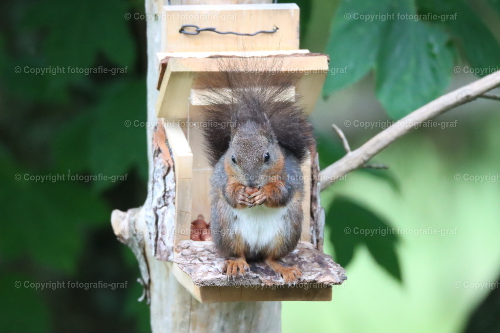 IMG_1115 | fotografie-graf - Realisiert mit Pictrs.com