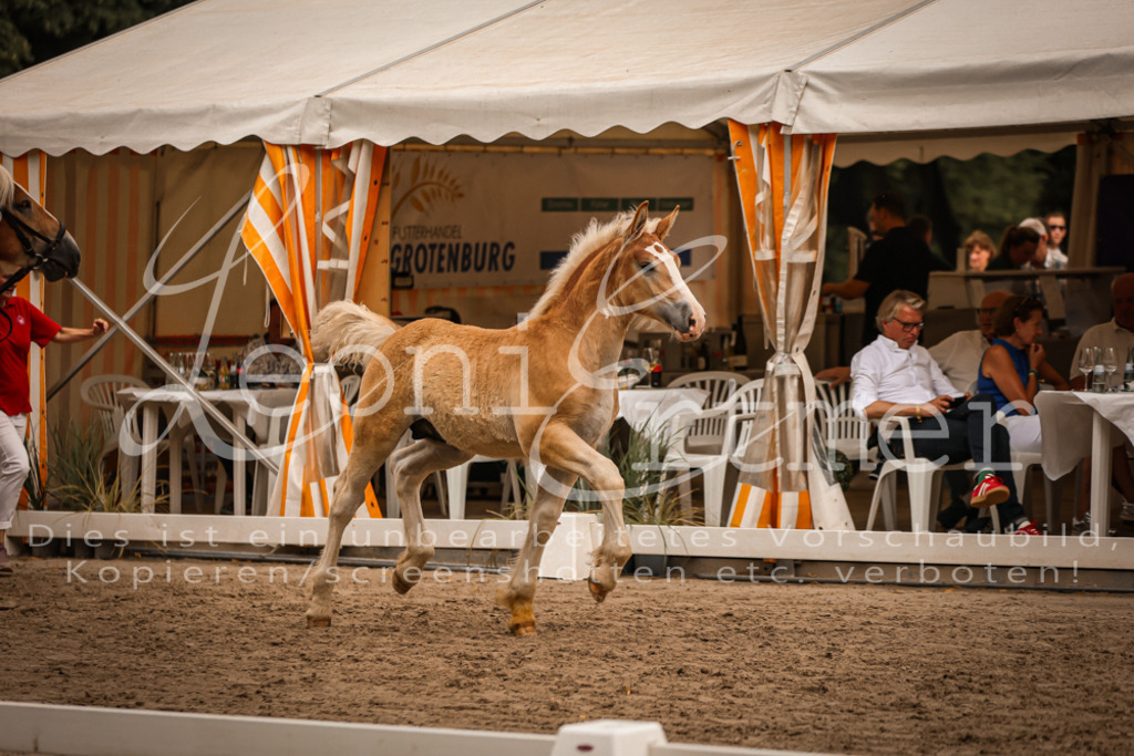 SaHF00053 | Leoni Ertmer Photography - Realisiert mit Pictrs.com