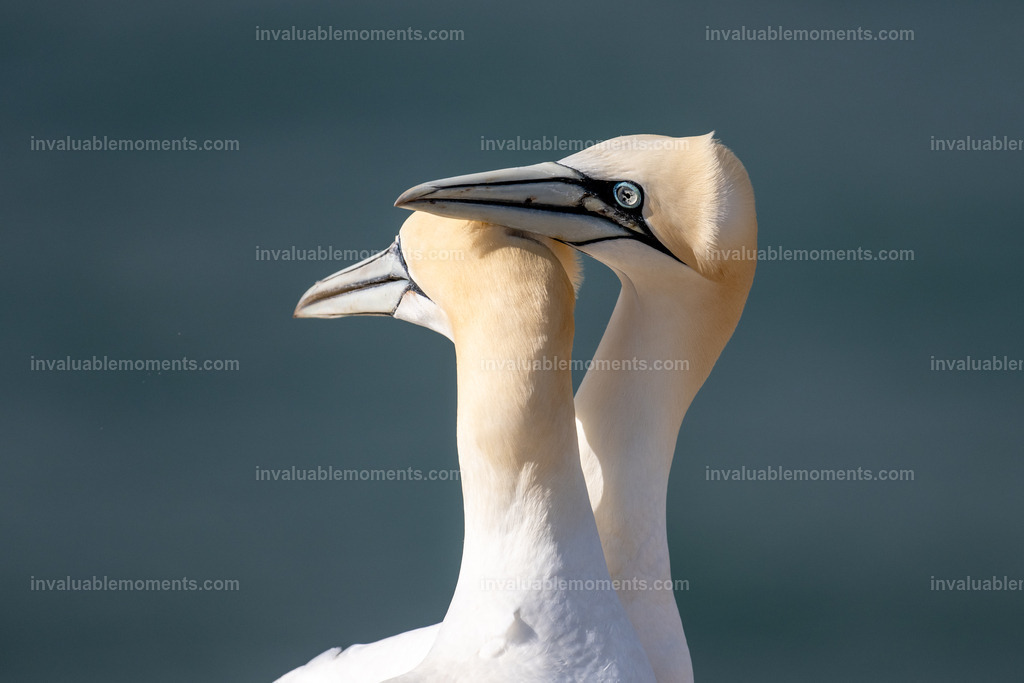 DSC_5978 | invaluablemoments.com - Realisiert mit Pictrs.com