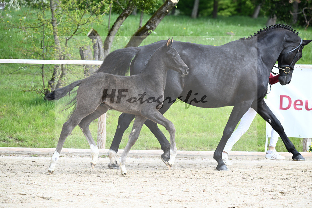 Dream Royal x Desperados_HF_Reim_11240180 | hf-fotografie - Realisiert mit Pictrs.com