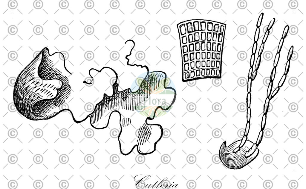 HistAbb_7NV2L_5_ENZY_Simple | Historische Abbildung von Cutleria - Cutleriaceae (0) | Historical Illustration of Cutleria - Cutleriaceae (0)