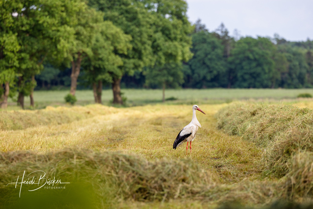 Storch im Heu | Storch im Heu - Realisiert mit Pictrs.com