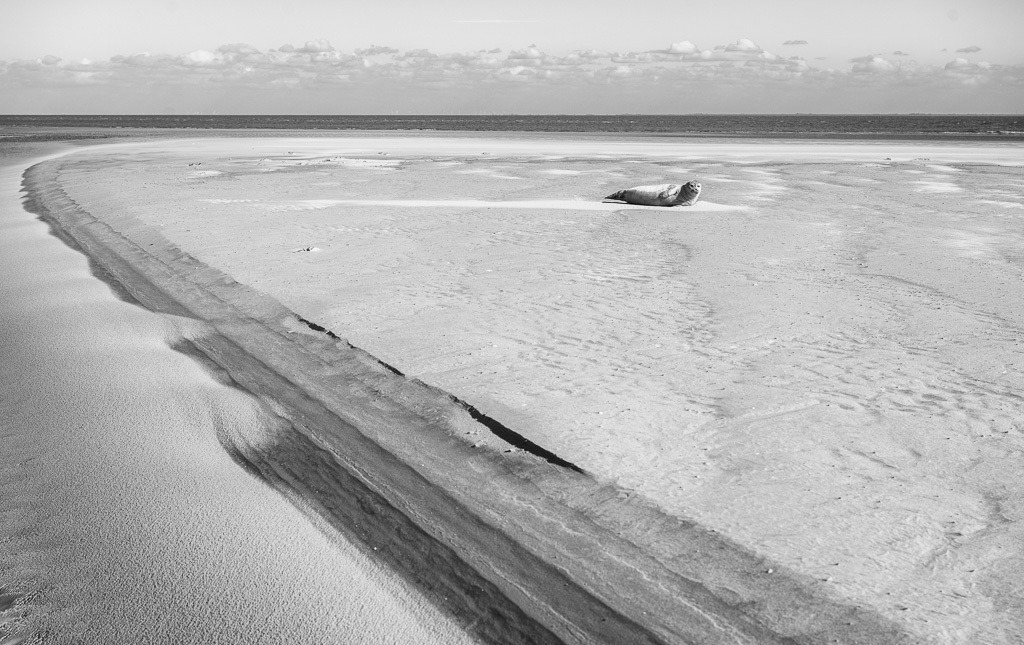 Süderoogsand © Holger Rüdel | Der Online-Shop von Holger Rüdel. Ausgewählte Fotografien als FineArt-Prints bestellen: Bildreportagen, Landschaften, Wildlife, History, Infrarot-Motive in Schwarzweiß und Verschiedenes.  - Realisiert mit Pictrs.com