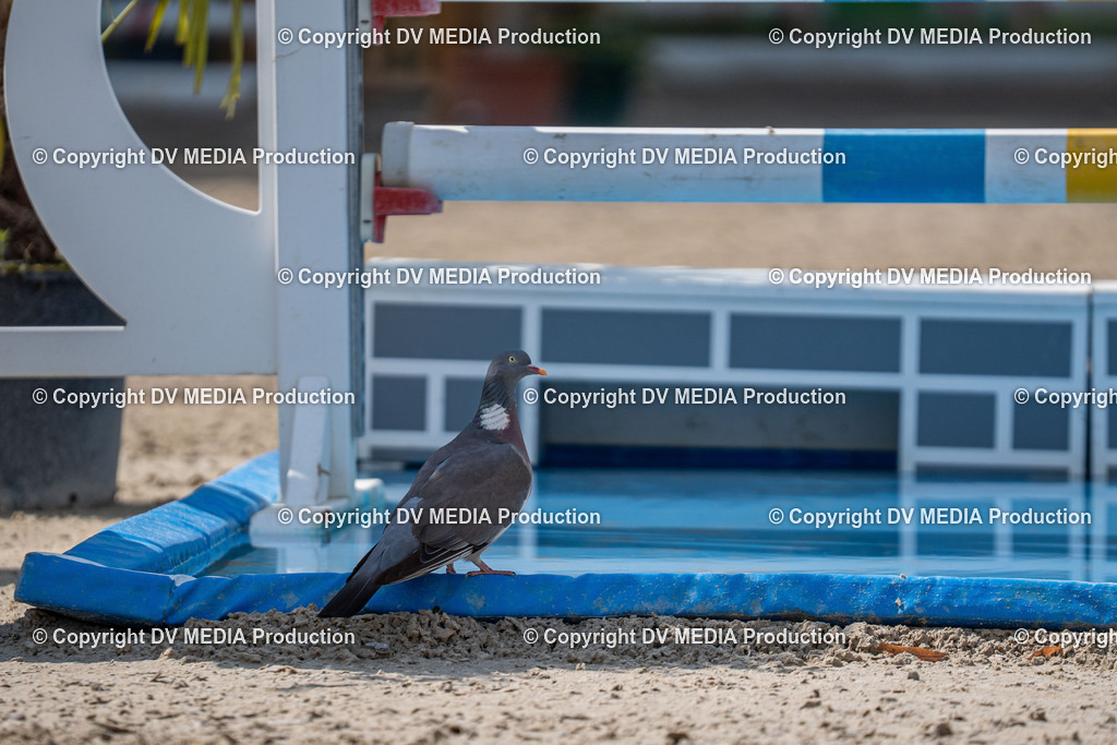 Hessische Tag 1-1646 | dv-media-shop - Realisiert mit Pictrs.com