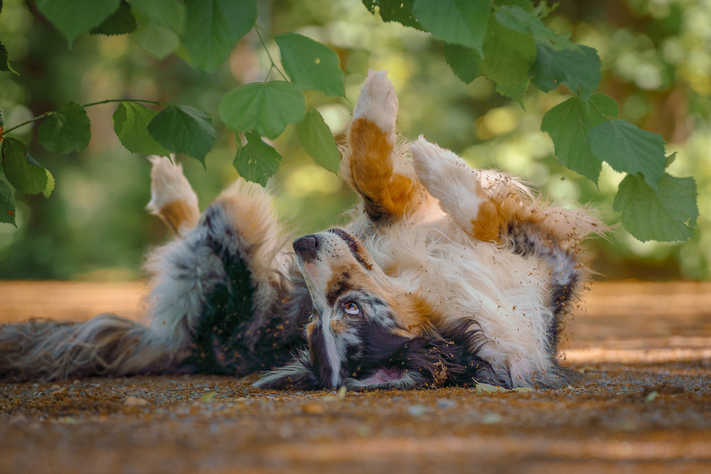 allesWIRTHgut Tierfotografie - 20210703-AWG08582-Bearbeitet | Professionelle Tierfotografie in Mönchengladbach von Daniel Wirth (allesWIRTHgut). Liebevolle & natürliche Bilder von Hunden & Katzen für unvergessliche Erinnerungen.