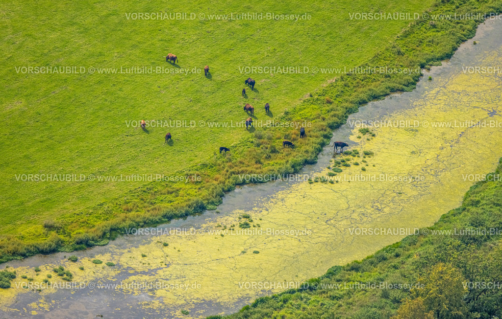 Froendenberg230901741 | Luftbild, Grasende Rinder im Landschaftsschutzgebiet Kiebitzwiese, Fröndenberg/Ruhr, Ruhrgebiet, Nordrhein-Westfalen, Deutschland