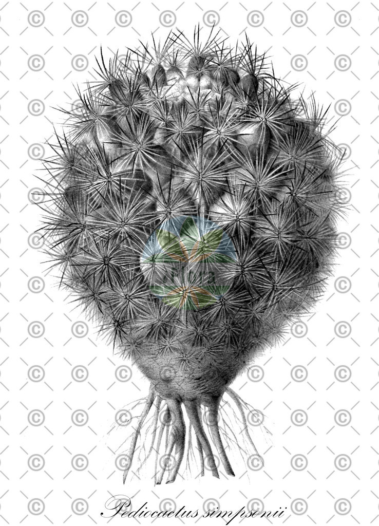 HistAbb_6K35_1_ENZY_Simple | Historische Abbildung von Pediocactus simpsonii - Cactaceae | Historical Illustration of Pediocactus simpsonii - Cactaceae (mountain cactus;simpon's hedgehog cactus)