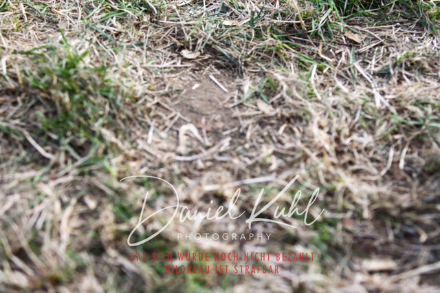 DKP43012 | Turniersportfotografie; Pferdefotografie; Dressurfotografie