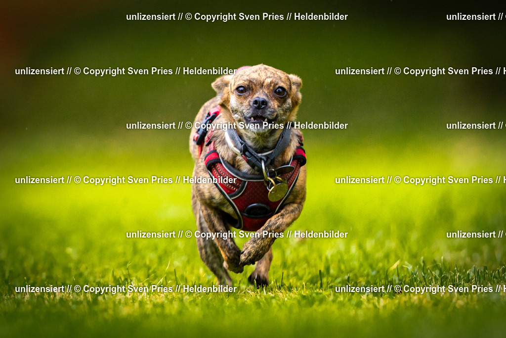 Sven Pries | 2025-09-21 - Hunderennen Baden-Oos - Realisiert mit Pictrs.com