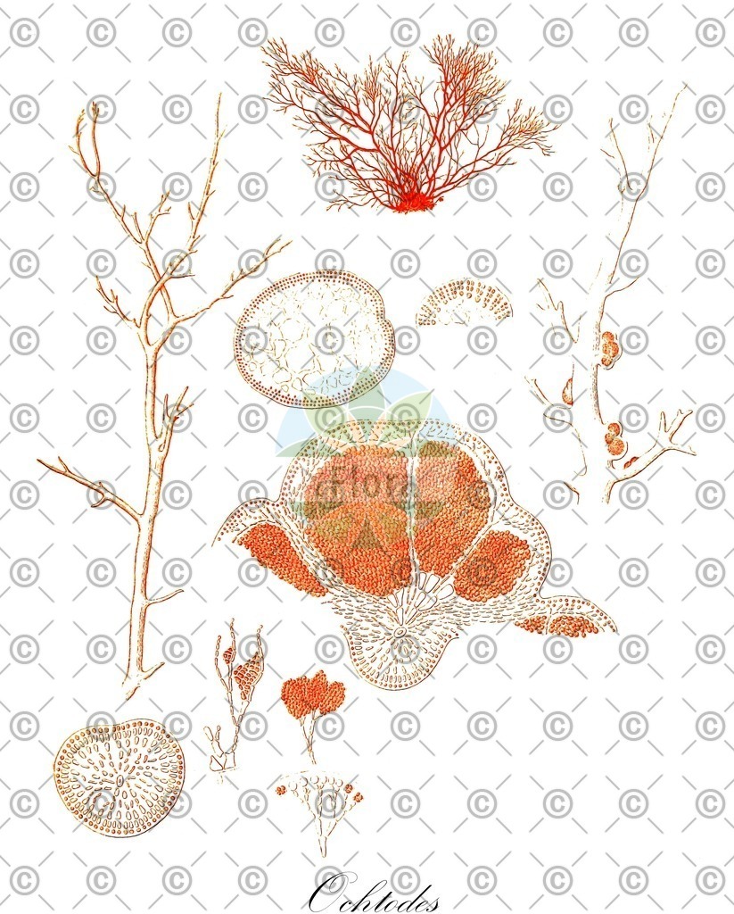 HistAbb_wfo-0000082836_1_ENZY_Simple | Historische Abbildung von Ochtodes - Rhizophyllidaceae (0) | Historical Illustration of Ochtodes - Rhizophyllidaceae (0)