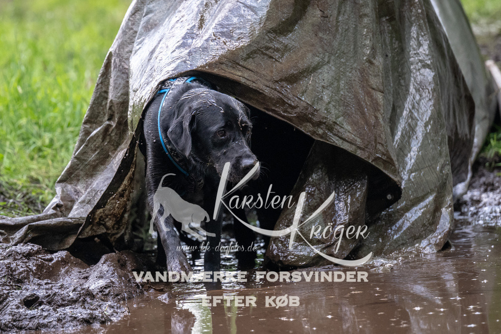 1225_ZZ92100 | kk-dogfotos