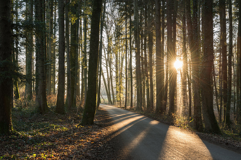 Sonnenuntergang im Wald | Fotos mit schönen Motiven aus der Region Basel. - Realisiert mit Pictrs.com