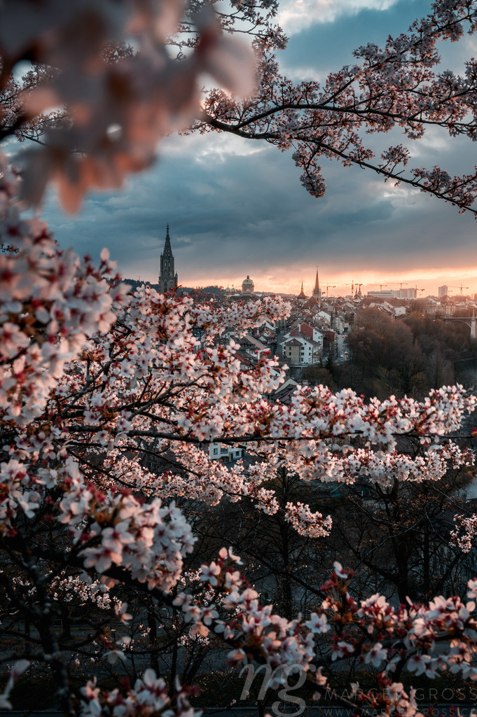 cherry blossom in Berne | Die ideale Geschenkidee für Naturliebhaber. Naturbilder von Marcel Gross Photography für ihr Zuhause in den verschiedensten Formaten und Materialien. - Realisiert mit Pictrs.com