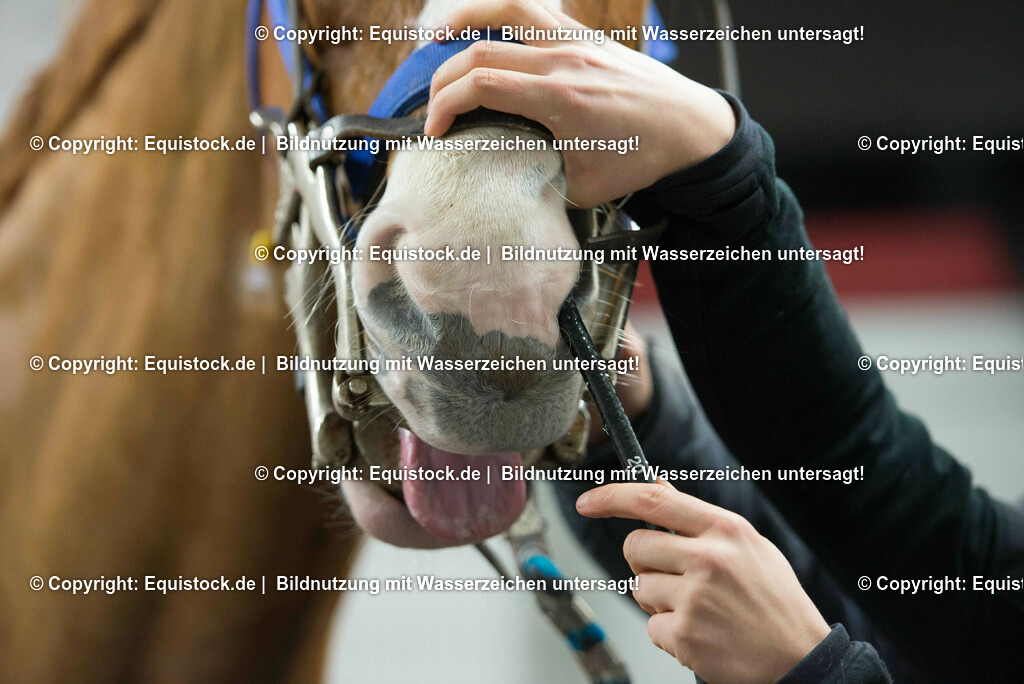 20170113_Endoskopie_0001 | Foto: Thomas Hartig