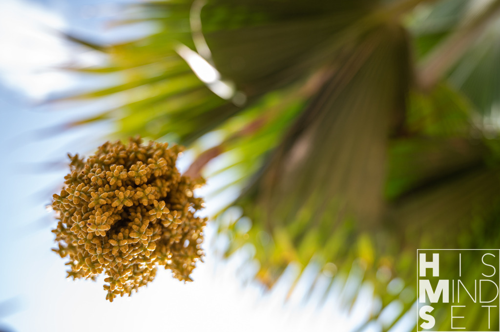 Palmenblüte | Sichere dir dein Lieblingsbild von HISMINDSET als Print für dein Zuhause oder das Büro! - Realisiert mit Pictrs.com