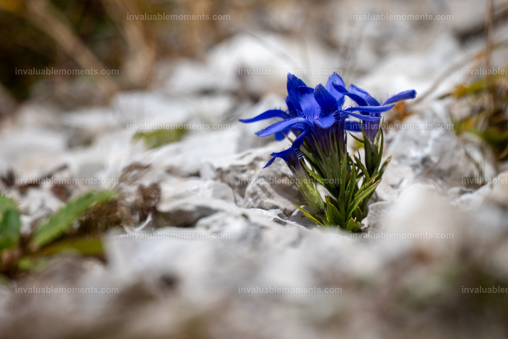 DSC_9791 | invaluablemoments.com - Realisiert mit Pictrs.com