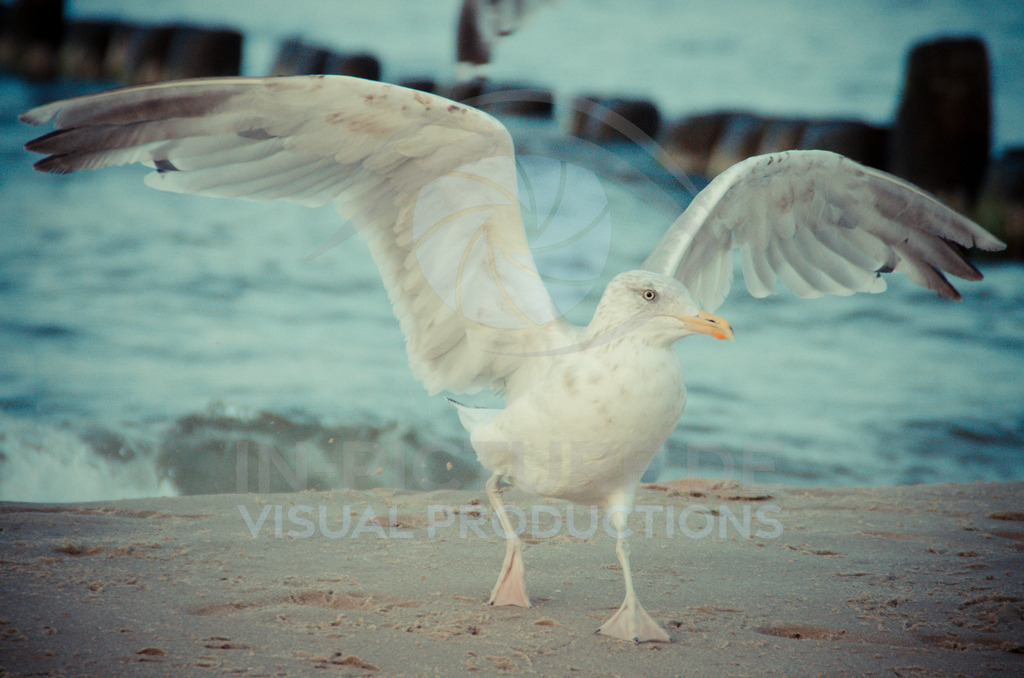 DSC_6305 | in-picture - Realisiert mit Pictrs.com