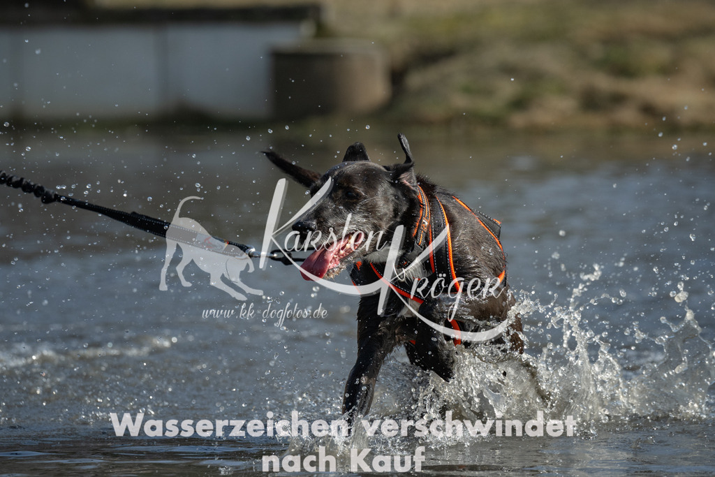 1405_ZZ99774 | kk-dogfotos