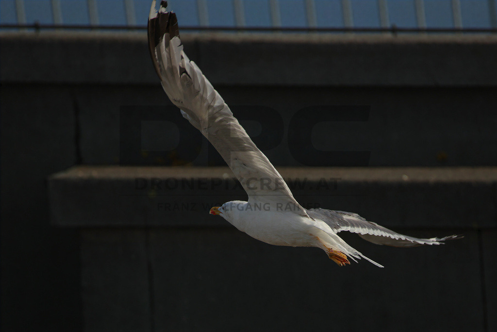 Yellow-legged Gull (Larus michahellis) | Yellow-legged Gull (Larus michahellis), a large gull species commonly found along Mediterranean coasts, rocky shorelines, harbours and coastal areas. - Realisiert mit Pictrs.com
