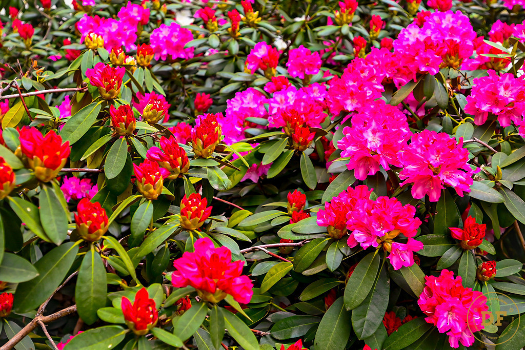 5_DSC8260 | Geschenke, Wandbilder und Accessoires mit Motiven aus Dresden und anderen schönen Orten zur Verschönerung Deines zu Hauses und zum verschenken gewünscht? Wähle Deine Lieblingsbild auf dem Produkt Deiner Wahl. 