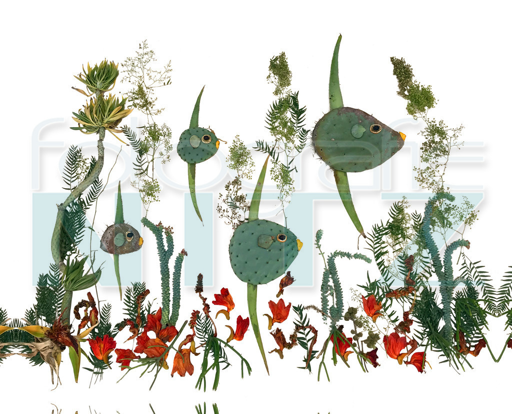 36 | Nitz Fotografie aus Montabaur bietet Ihnen hier die Möglichkeit Bilder auszusuchen und zu bestellen. 