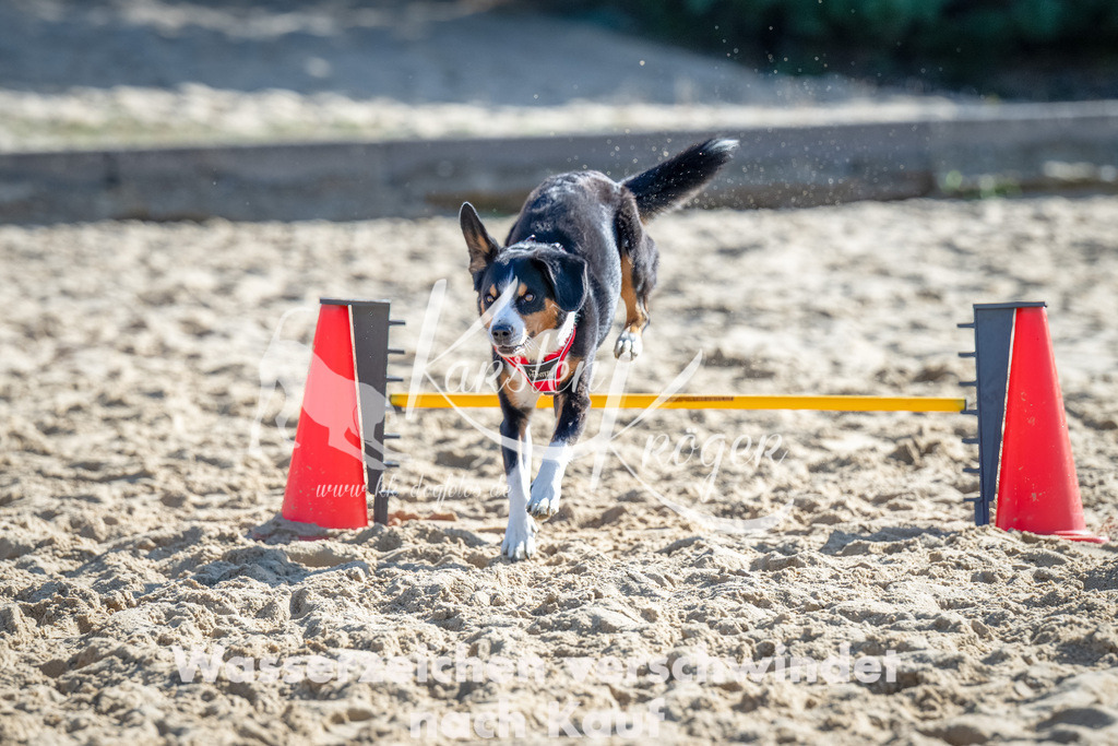 1124_ZZ91041-Bearbeitet | kk-dogfotos