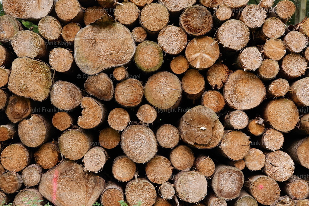 Holzlager im Wald  | Nach dem Einschlag werden die Stämme für den Abtransport an den Waldwegerändern gelagert. Frisch geschlagen sind sie ein attraktives Fotomotiv - Realisiert mit Pictrs.com