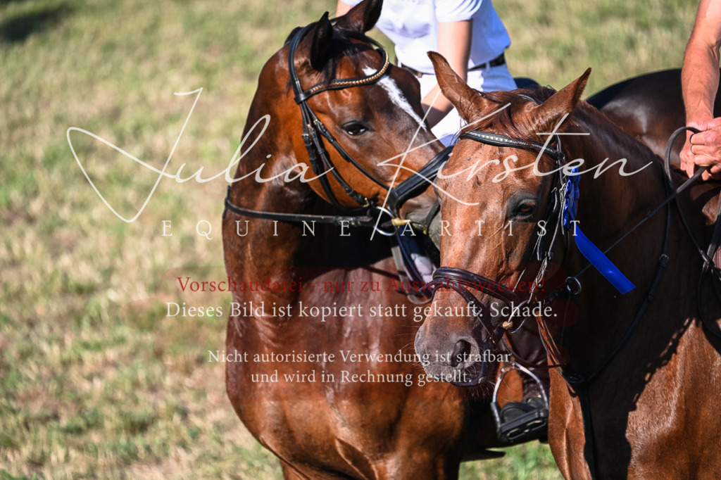 DSC_2611 | Pferde- und Turnierfotografie in Westsachsen. Pferdeportraits, Auftragszeichnungen und intuitive Kunst.