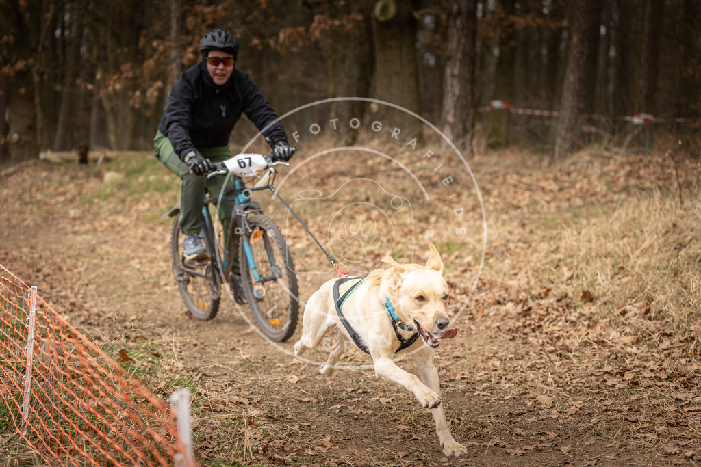 Pfotenfotografie_DV3A3441 | Hundefotografie, Tierfotograf, Pfotenfotografie, Fotoshooting Hund, Hunde Portrait, Hundesport, Hundeportraits, Heideshooting, Hunde, Sportfotograf, Hundefotograf, Turnierhundsport, THS,  - Realisiert mit Pictrs.com