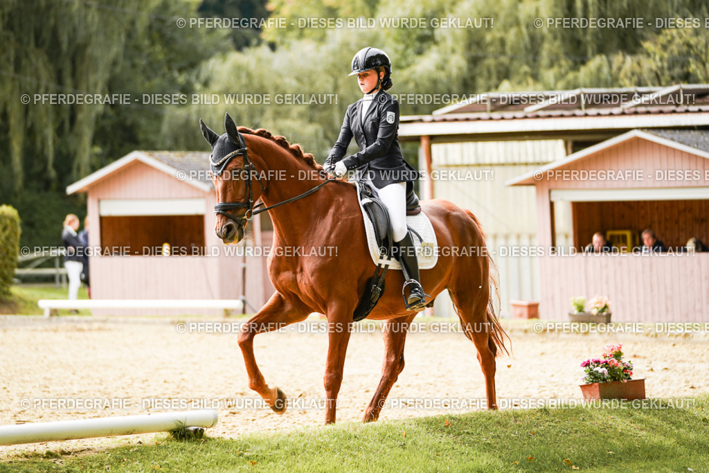 DSC01768 | Pferdegrafie