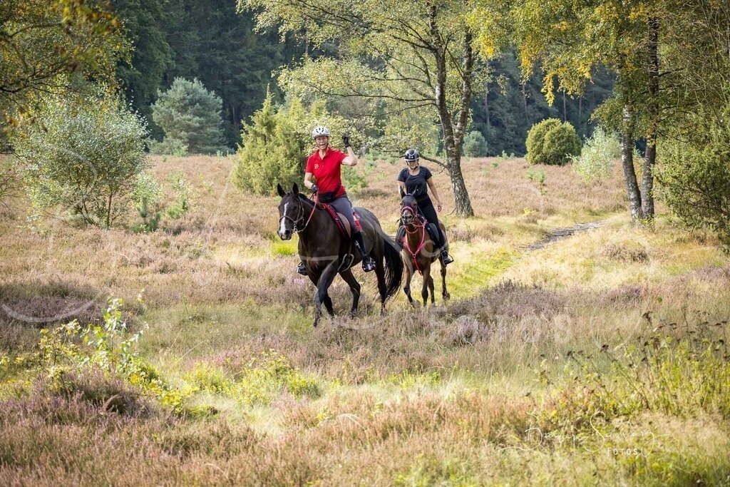 DdLH-WehlenerHeide_2025-09-20_42 | Fotografie, Veranstaltungs-Fotografie, Pferde-Fotografie, Landschafts-Fotografie, Reise-Fotografie - Realisiert mit Pictrs.com