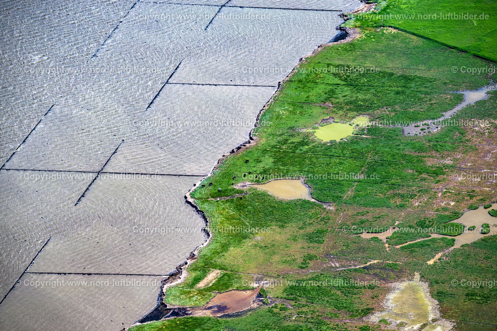 Sylt_Braderup_Rinder_An_Der_Wattküste_ELS_5318130625 | WENNINGSTEDT-BRADERUP (SYLT) 13.08.2025 Küstenbereich mit Salzwiesen und Rinderzucht an der Wattseite von Wenningstedt-Braderup (Sylt) im Bundesland Schleswig-Holstein. // Coastal area with salt marshes and cattle breeding on the mudflat side of Wenningstedt-Braderup (Sylt) in the federal state of Schleswig-Holstein. Foto: Martin Elsen