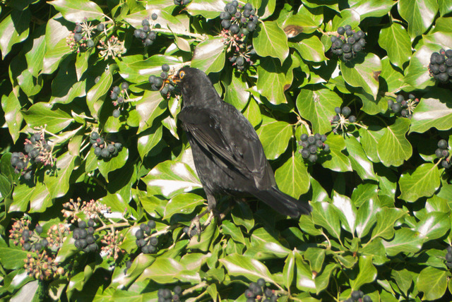 Amsel im Efeu | Verkauf von Fotos und  Videoclips zumThema Natur.Motive sind Pflanzen, Tiere, Landschaftenund Wetter - Realisiert mit Pictrs.com