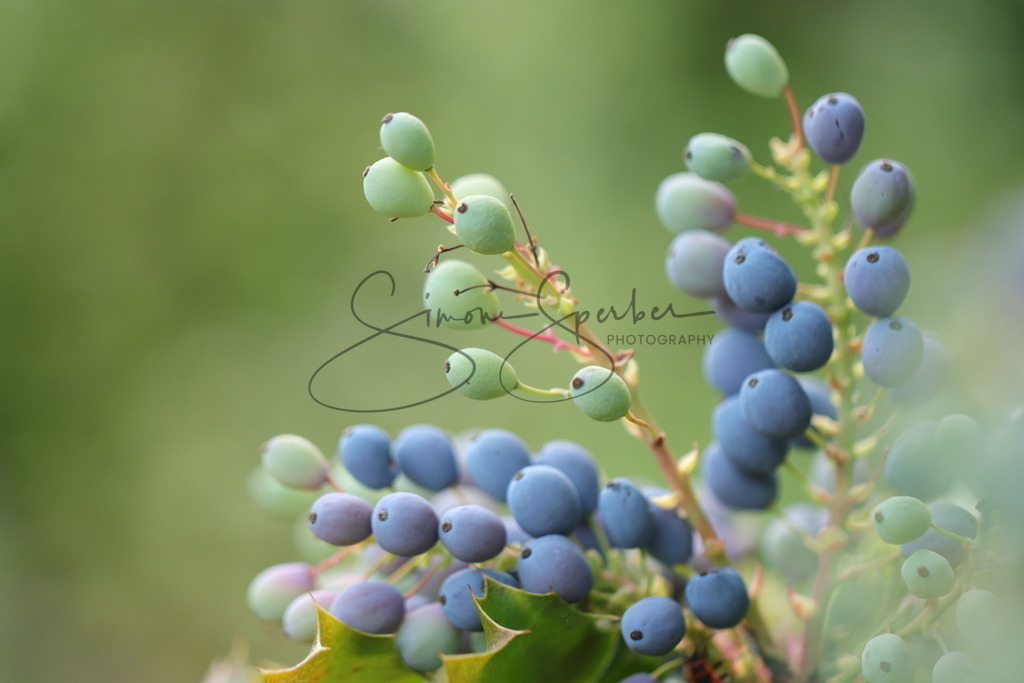 Mahonie | Simone Sperber, svb-photography,Fotografin,Bilddesignerin,Naturfotografie,Macrofotografie,Tierfotografie,Wildtierfotografie,Ausstellungen,Auftragsfotografie,Kunst,Art,Photographer,Shootings,Bildberatbeitung,Galerie,Shop