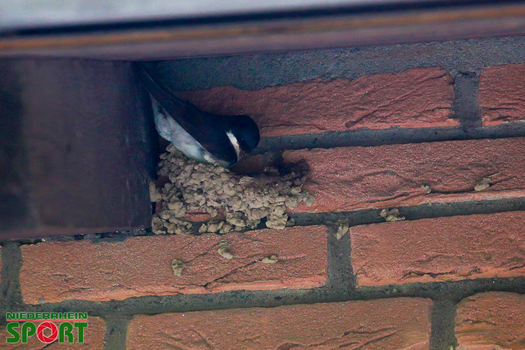 Mehlschwalben_bei_Otto11062025_026 | Bildergalerie von Sport-Ereignissen aber auch von weiteren spannenden Dingen - nicht nur vom Niederrhein. In Anlehnung an den bekannten Spruch von Hanns Dieter Hüsch heißt das Motto: "Niederrhein ist überall".  - Realisiert mit Pictrs.com