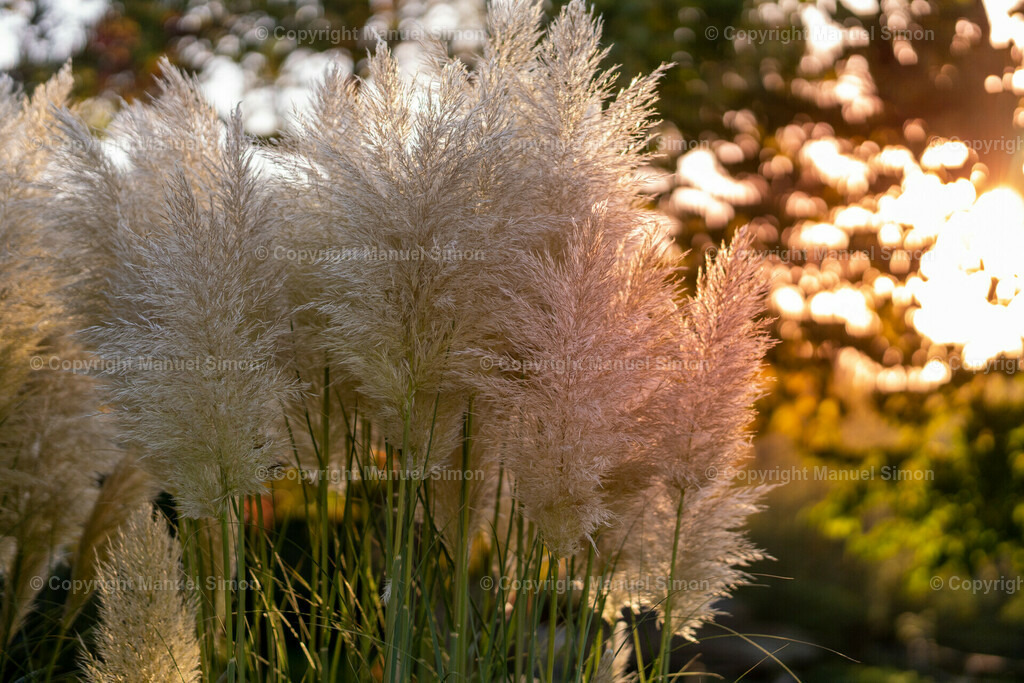 D6402939 | Bildwerk Manuel Simon - Realisiert mit Pictrs.com