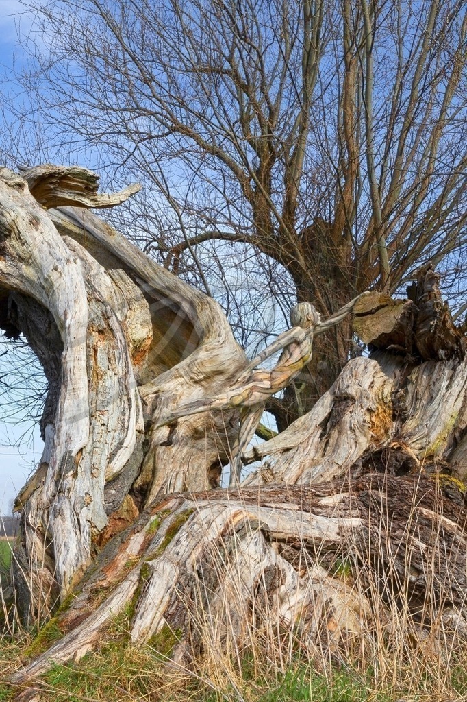 NatureArt-BROKENTREE_8056b | Figur im Weidenstamm | #002 | Modell: Liza | Foto: Dirk Ludwig - Realisiert mit Pictrs.com