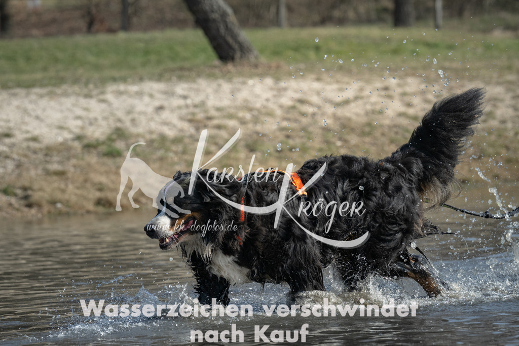 1253_ZZ92542 | kk-dogfotos