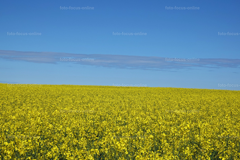 Rhapsody in yellow | rape fields